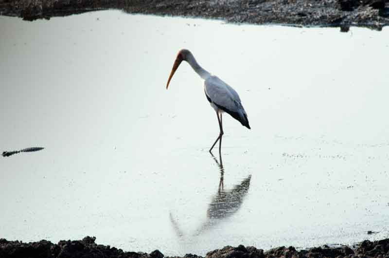 124 - Botswana - Maribou stork - parque nacional de Chobe
